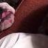 Sleepy Bulldog Wins Battle With Owner