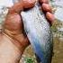 My Wife And I Catch Cook Fish By The River Wilderness Campfire Adventure Shorts