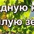 Виноградную косточку в тёплую землю зарою