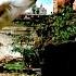 Kickboxer 1989 The Tree Scene Training Sequences HD VAN DAMME