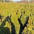 Graded Arborvitae Emerald Green
