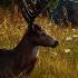 Way Of The Hunter 3 Эскабаче из оленьего сердца Божьи жернова Еще один обычай