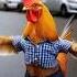 Funny Chicken Dance Chicken Song Chicken Rooster Shorts