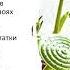 6 класс Многообразие растений