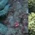 Octopuses 101 Nat Geo Wild