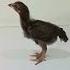 Chick Growth From Day 1 To 31 Youtube Birds Vlogs With Sheikh Short Viral