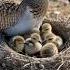 Eurasian Stone Curlew Nest Hidden In The Dry Ground Curlew Nature Birdnest Wildlife Birds