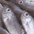 過度捕撈漁產浩劫 臺灣恐成 無魚之島 護海行動 TVBS新聞 TVBSNEWS01
