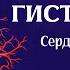 Гистология сердечно сосудистой системы