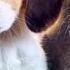 Красивый Альбом для любимых кошечек и собачек Cat And Dog Слайд шоу из фотографий Домашние животные