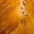 Get Tingly With Asmr Lice Removal Scalp Check Popping Sounds
