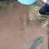 Alien Fish Tigrinus Catfish How To Fish Pleco Fishing Video Fish Trap Predatory Fins Fishing