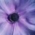 285 HZ PURE TONE SOLFEGGIO FREQUENCY Shorts