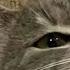 Flëur Тёплые коты Speed Up