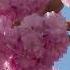 ЦВЕТЕНИЕ САКУРЫ 櫻花盛開 SACURA BLOSSOM Relaxing Videos красивая мелодия Beautiful Melody