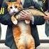 Cat Jailed For Stealing Fish Cat Cute Jail Fish Funny