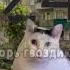 СКОЛЬКО ТЕБЕ ЛЕТ Cat видосыоткота мем мемас игорьгвоздиков кот смешнойшортс прикольныекоты