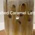 Salted Caramel Latte