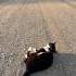 Аскеза исполняет желания Dreamscometrue Naturelovers Wildlife Kitten Meditation Transmite