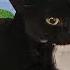 Бумажный кот Эль Гато флексит под Maxwell Cat Dance Animation Meme