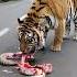 The Snake Becomes Lunch For The Tiger But The Location Causes Panic Youtubeshorts