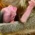Baby Monkey Cries Hard Begs Mom For Milk Shorts
