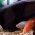 Redtail Catfish Ate A Arowana