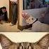 My Friend Was Scared Cat Meme Funny
