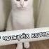 День рождения котов Happy CATsday кот Cat Cute Cutecat кошка котик котенок питомцы животные Pet