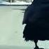 Вороны катаются на капотах машин Ветра и скорости не боятся жаждут адреналинчика