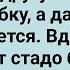 Деревенский Девственник Привел Подругу на Сеновал Сборник Свежих Анекдотов Юмор