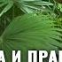 СОЛДАТ USA и ПРАПОРЩИК РБ в Джунглях Армия США Гавайи