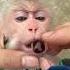 Funny Video Part2 Monkey Babymonkey Funny Animals Cute Dj Remix Music Duet Aicover