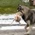 Хаски и курица Между нами любовь Husky And Chicken Love Between Us