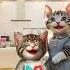 Can T Eat Chocolate Cat Shorts Funny Shortvideo Trendingshorts