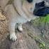 Умеют ли гавкать мопсы мопс собаки Pug Dogs Doglover
