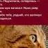 История про последнее прощание кота Зацените историю Часть 167