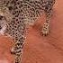 Нападет ли гепард на человека Will A Cheetah Attack A Human Shorts