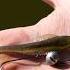 Delphin TOXIN UVs Artificial Lure With An Unusual Shape Designed By Delphin
