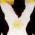 Daughter Of Evil English REDUX Sapph