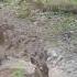 Animals Near Small Watering Place In The Abondened Village In The Chornobyl Excluszion Zone Ukraine