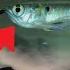 My REDTAIL ATE My AROWANA