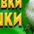 Пение Славки И Кукушки Успокоят Ваши Нервы И Подарят Здоровый Сон Звуки Природы Пение Птиц ASMR