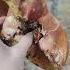 08 06 2025 первый белый лес природа грибы Forest Nature Mushroom