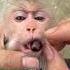 Funny Video Part58 Monkey Babymonkey Funny Animals Cute Dj Remix Music Duet Aicover
