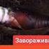 Гусеница превращается в Лунного мотылька природа бабочка красота мир любовь радость мотылек