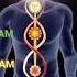 Unlock Emotional Balance With Chakra Chants Lam Vam Ram Yam Ham Meditation Viralvideo Vedic