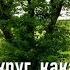 Взгляни вокруг какая красота хвала