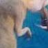 Ice Age Continental Drift In Hindi Part 15