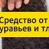 Топ средство от муравьев и тли дача огород сад муравьи тля вредители лайфхак советы